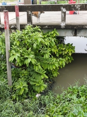 Cananga odorata
