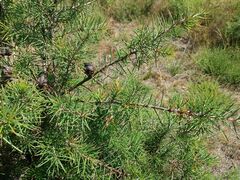 Hakea decurrens