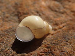 Bithynia tentaculata