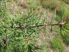 Hakea decurrens