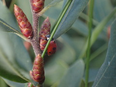 Coccinella quinquepunctata