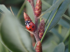 Coccinella quinquepunctata