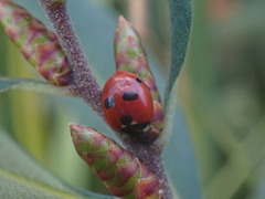 Coccinella quinquepunctata