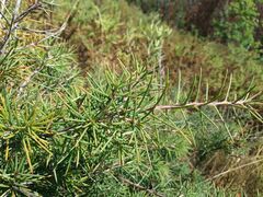 Hakea decurrens