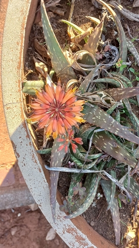 Aloe zubb