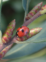 Coccinella quinquepunctata