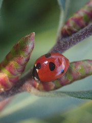 Coccinella quinquepunctata