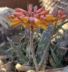 Aloe zubb