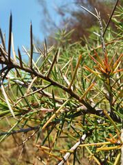 Hakea decurrens