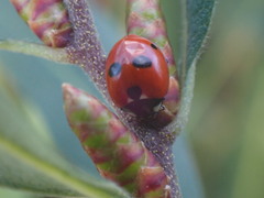 Coccinella quinquepunctata
