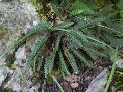 Asplenium ceterach