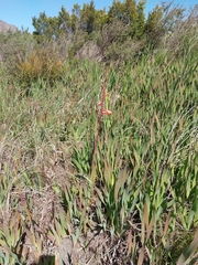 Watsonia