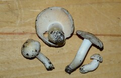 Tricholoma columbetta