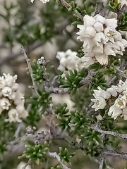 Cryptandra tomentosa