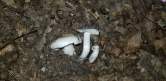 Tricholoma columbetta
