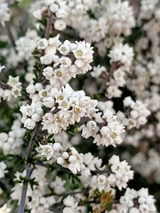 Cryptandra tomentosa