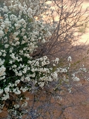 Cryptandra tomentosa