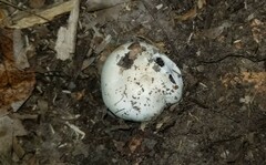 Tricholoma columbetta