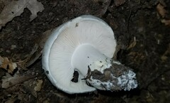 Tricholoma columbetta
