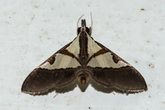Dausara amethysta