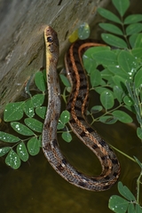 Amphiesma stolatum