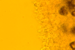 Tricholoma columbetta