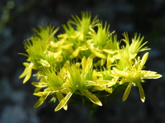 Petrosedum rupestre