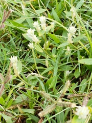 Gomphrena celosioides