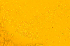 Tricholoma columbetta