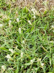 Gomphrena celosioides