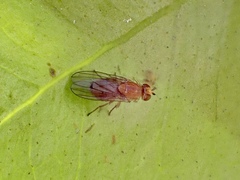 Lauxaniidae
