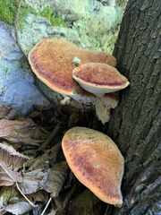Inonotus hispidus