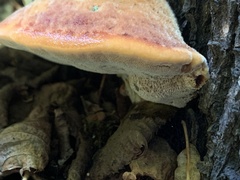 Inonotus hispidus