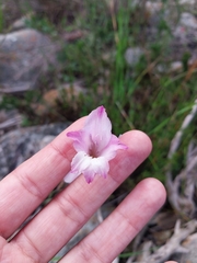 Gladiolus