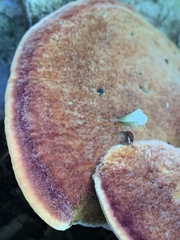 Inonotus hispidus