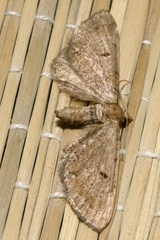 Eupithecia absinthiata