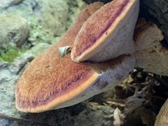 Inonotus hispidus