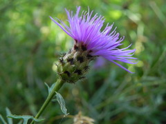 Centaurea ambigua