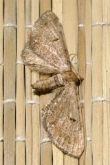 Eupithecia absinthiata