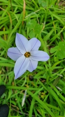 Ipheion uniflorum