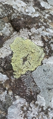 Rhizocarpon