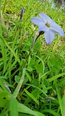 Ipheion uniflorum