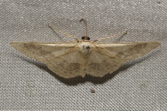 Idaea aversata