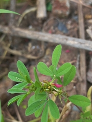 Indigofera trifoliata