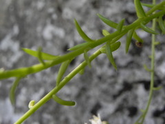 Petrosedum rupestre
