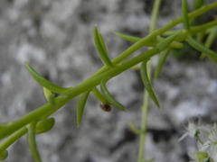 Petrosedum rupestre