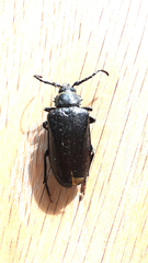 Prionus coriarius