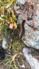 Eriogaster arbusculae