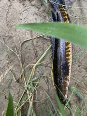 Channa striata
