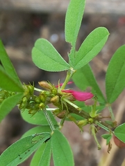 Indigofera trifoliata